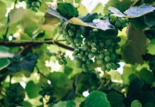 Chardonnay wijn, een veelzijdige wijn